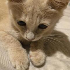 ﾐﾙｸﾃｨ色💕仔猫3ヶ月位🐱💕