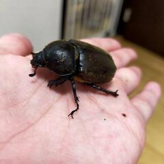 カブトムシ初令幼虫の画像