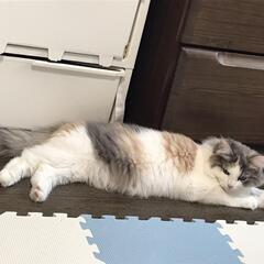 ノルウェージャン.フォレスト.キャット