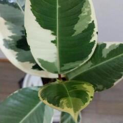 観葉植物🌿フィカス・ティネケ（ゴムの木）の画像