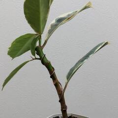 観葉植物🌿フィカス・ティネケ（ゴムの木）の画像
