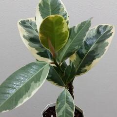 観葉植物🌿フィカス・ティネケ（ゴムの木）の画像