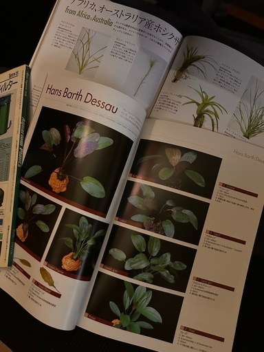 AQUA PLANT アクアプランツ No.1〜No.3 別冊 4セット 水草 AQUA PLANTS (アクアプランツ) No.22 [雑誌] | アクアプランツ編集部