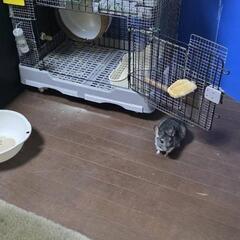 チンチラ　1才　メス − 福島県