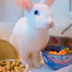 白うさぎ アナウサギ 目はブルー