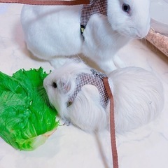 白うさぎ アナウサギ 目はブルー - 別府市