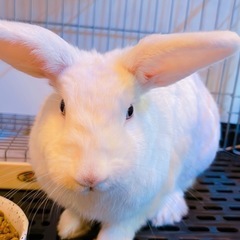 白うさぎ アナウサギ 目はブルー - その他