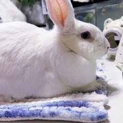 白うさぎ アナウサギ 目はブルー − 大分県