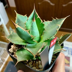 🟣写真更新🟣アガベ オテロイ実生中株🍀子株3つ付の画像