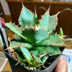 🟣写真更新🟣アガベ オテロイ実生中株🍀子株3つ付の画像
