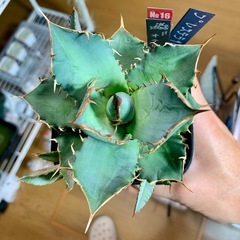 🟣写真更新🟣アガベ オテロイ実生中株🍀子株3つ付の画像