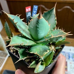 🟣写真更新🟣アガベ オテロイ実生中株🍀子株3つ付の画像