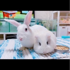 白うさぎ アナウサギ 目はブルー - 里親募集