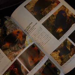 Marine アクアリスト 雑誌 3冊 熱帯魚 アクアライフ 珊瑚の画像