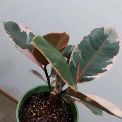 観葉植物🌿フィカス ルビー（ゴムの木）の画像