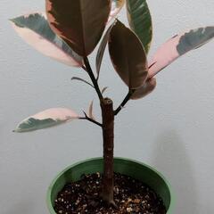 観葉植物🌿フィカス ルビー（ゴムの木）の画像