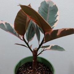 観葉植物🌿フィカス ルビー（ゴムの木）の画像