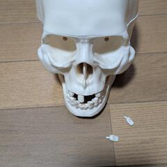 ハロウィン　英語で喋ってカタカタ踊る、光るウインドチャイム　おまけガイコツ付きの画像