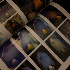 マリン AQUARIST 雑誌 セット 海水魚 熱帯魚 珊瑚 ヤッコ図鑑の画像