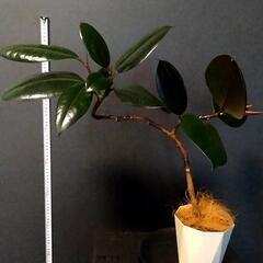 処分🌳観葉植物🌿フィカス バーガンディ（ゴムの木）の画像