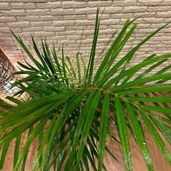 ❇️✨空間に彩りをプラス✨する観葉植物【アレカヤシ】✨の画像