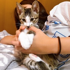 ② 2ヶ月くらいの子猫グリーンくん