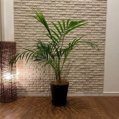 ❇️✨空間に彩りをプラス✨する観葉植物【アレカヤシ】✨の画像