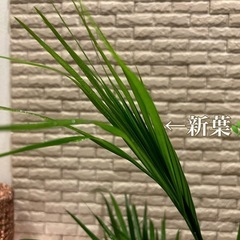 ❇️✨空間に彩りをプラス✨する観葉植物【アレカヤシ】✨の画像