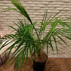 ❇️✨空間に彩りをプラス✨する観葉植物【アレカヤシ】✨の画像