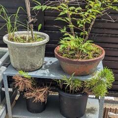 植木 プランターまとめて引取の画像