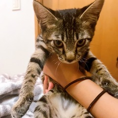 ③ 2ヶ月くらいの子猫ブルーくん