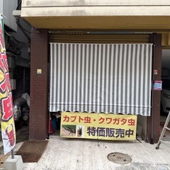 夏休み最終です。成虫残りわずか　の画像