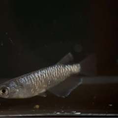 ミッドナイトフリル漆黒系カガミ鱗  1ペア (検)めだか メダカ 鏡鱗 の画像