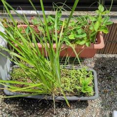 植木 プランターまとめて引取の画像