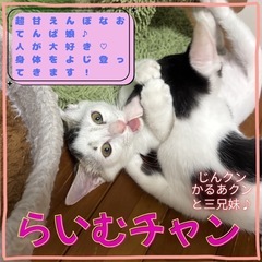 白キジ　子猫　超甘えん坊