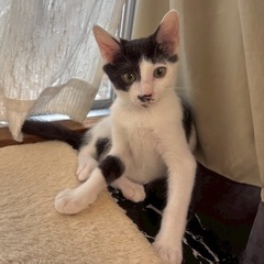 白黒　ハチワレ　子猫　好奇心旺盛な甘えん坊 - 里親募集