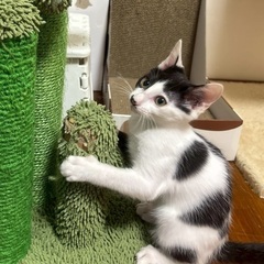 白黒　ハチワレ　子猫　好奇心旺盛な甘えん坊 − 愛知県