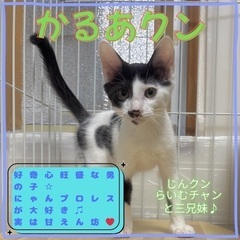 白黒　ハチワレ　子猫　好奇心旺盛な甘えん坊