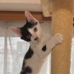 白黒　ハチワレ　子猫　好奇心旺盛な甘えん坊 - 猫