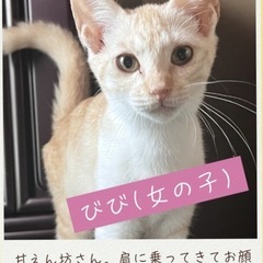 茶トラ4きょうだい(オス2匹メス2匹)