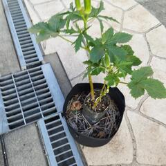家庭菜園　オクラ　3ガロンフェルト鉢の画像