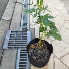 家庭菜園　オクラ　3ガロンフェルト鉢の画像