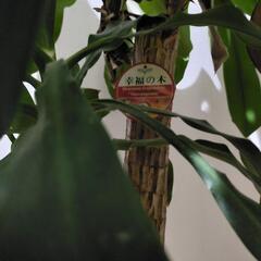 観葉植物　ドラセナ　マッサンゲアナ　幸福の木の画像