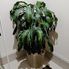 観葉植物　ドラセナ　マッサンゲアナ　幸福の木の画像