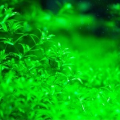 水草キューバパールグラスの画像