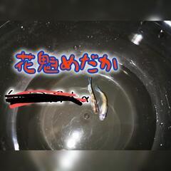 花魁めだか 針子  10匹～の画像