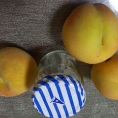 朝どり★桃★長岡市産つきかがみ※小さめB級品※糖度が高い黄桃27日受け渡しの画像