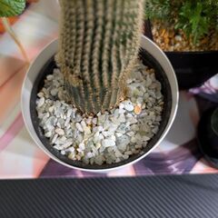 【観葉植物】サボテン 4号鉢サイズの画像