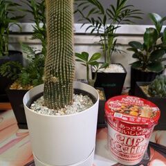 【観葉植物】サボテン 4号鉢サイズの画像
