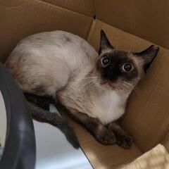 劣悪飼育環境からレスキューしたい!